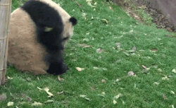 panda